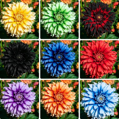 100pcs Mixed Labyrinth Dahlia Seeds for Planting, Giant Colorful Garden Flower Seeds