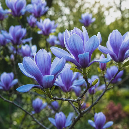 30Pcs Magnolia Flower Seeds for Planting, Fragrant Ornamental Flowering Tree, Garden Landscape Plant