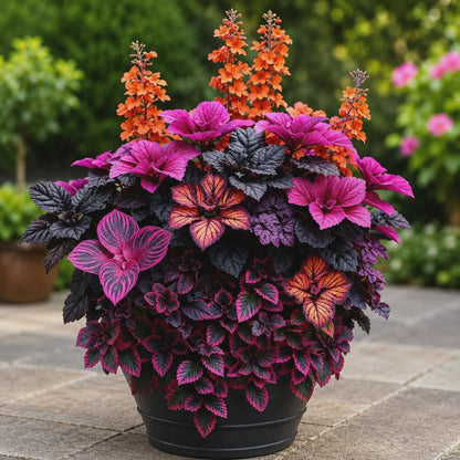 100pcs Rainbow Coleus Seeds, Mixed Colorful Ornamental Foliage Plant, Shade Garden Plants