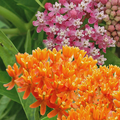 176Pcs Milkweed Seeds form sturdy upright stalks with layered foliage for natural yard embellishment