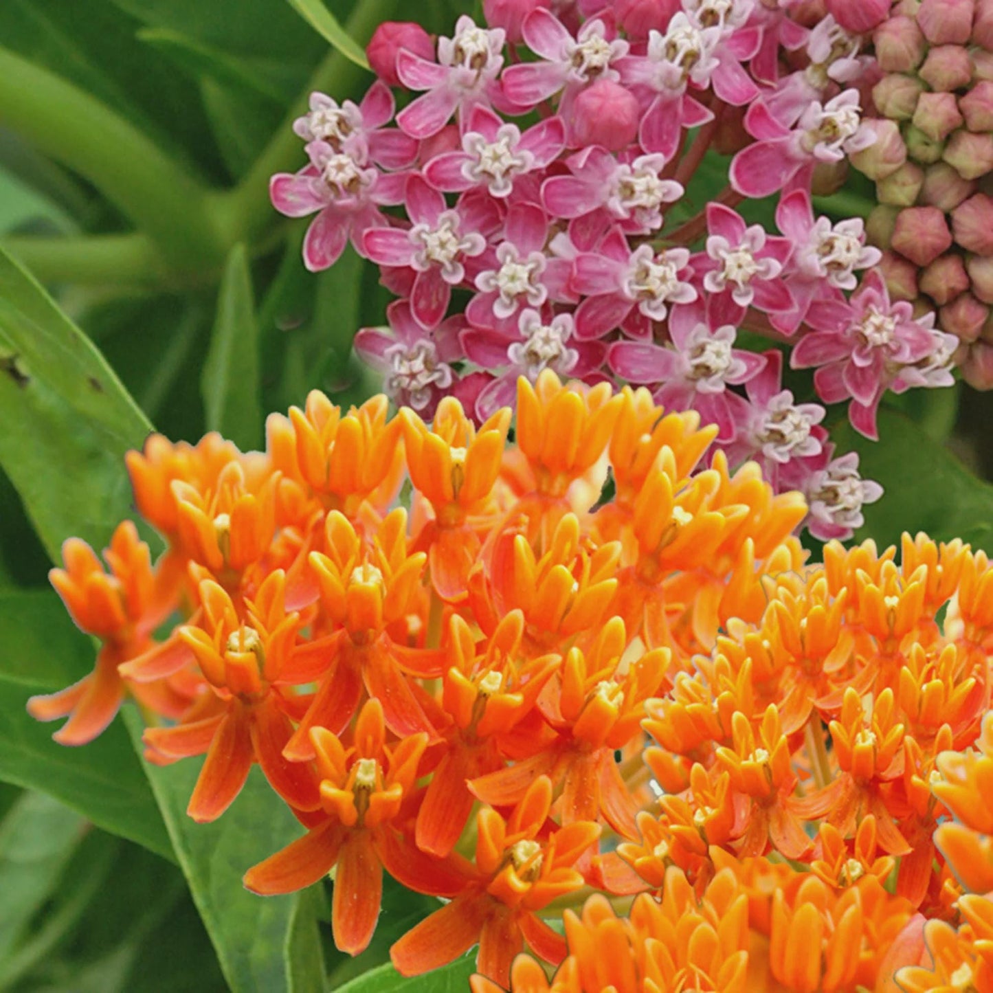 176Pcs Milkweed Seeds form sturdy upright stalks with layered foliage for natural yard embellishment