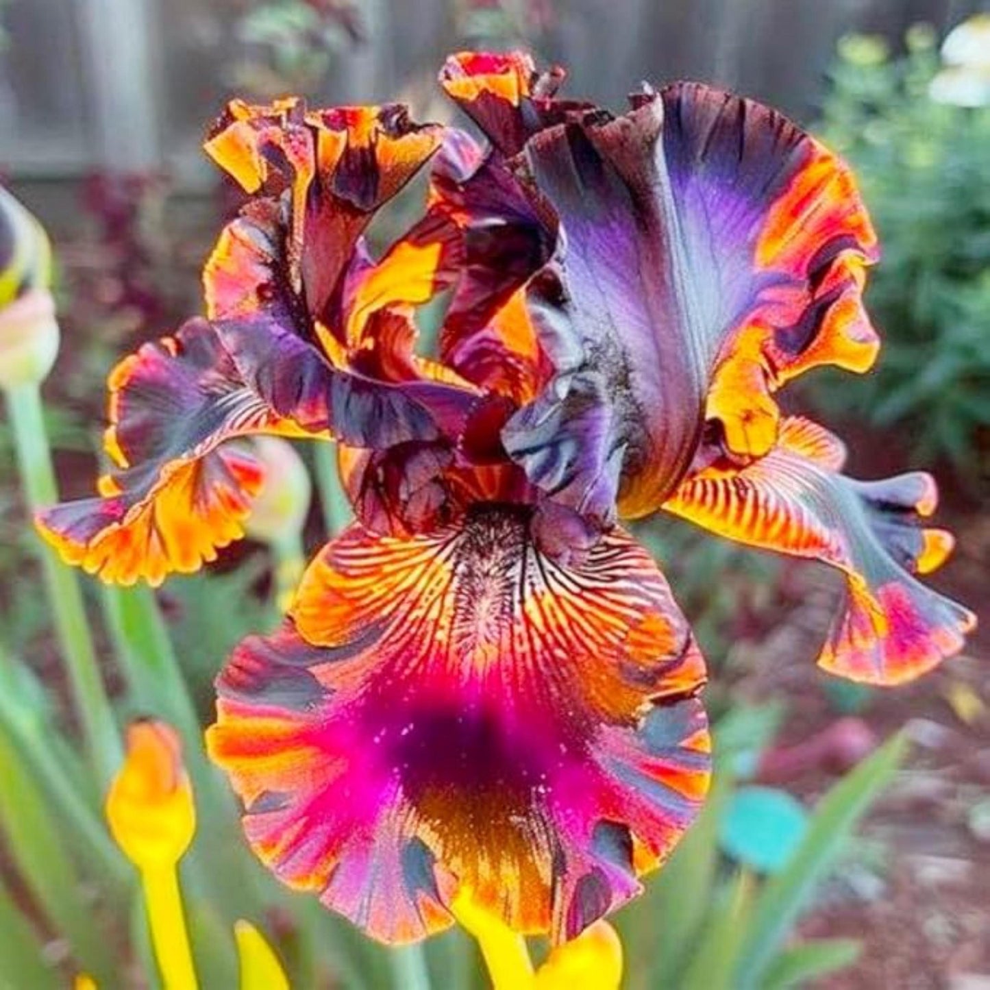84Pcs Mixed Iris Seeds Perennial Colorful Flower Seeds for Garden