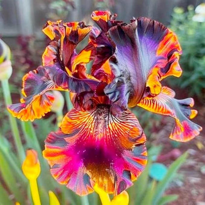 84Pcs Mixed Iris Seeds Perennial Colorful Flower Seeds for Garden