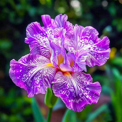 84Pcs Mixed Iris Seeds Perennial Colorful Flower Seeds for Garden