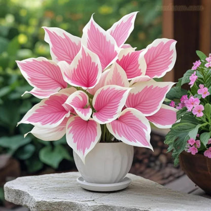 100Pcs Perennial Hosta Seeds: Non-GMO Heirloom Shade Flowers for Gardens