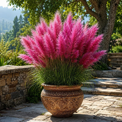 1000pcs Pink Pampas Grass Seeds for Planting, Hardy Perennial Ornamental Grass, Tall Landscape Plant, Garden Border Decor