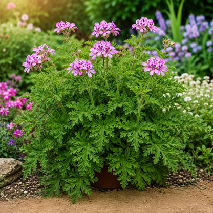 470Pcs Citronella Seeds Fragrant Ornamental Garden Plant