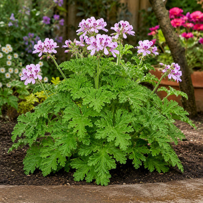 470Pcs Citronella Seeds Fragrant Ornamental Garden Plant