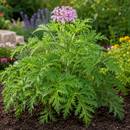 470Pcs Citronella Seeds Fragrant Ornamental Garden Plant