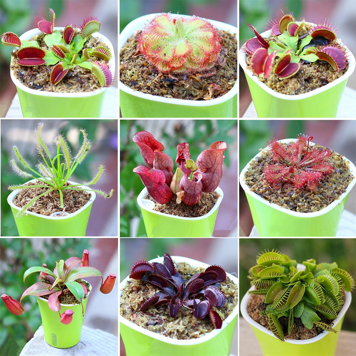 300pcs Venus-Fly-Trap Seeds Easy To Grow Ideal For Growing In Small Pots On Window Sills With Bright Filtered Light
