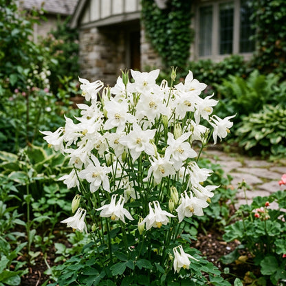 200pcs White Columbine Seeds for Planting - Premium Heirloom Flower garden