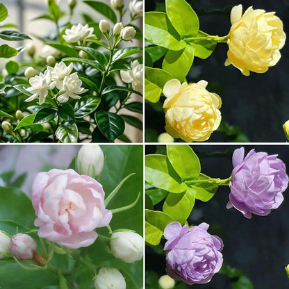 50pcs Mix Climbing Double Jasmine Seeds for Planting,  Perennial Fragrant Climb