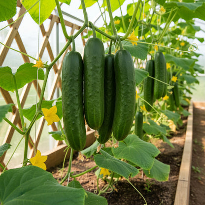 50pcs Great For Home Gardening Beginners Cucumber Seeds Easy To Grow With Dependable Germination And Steady Growth