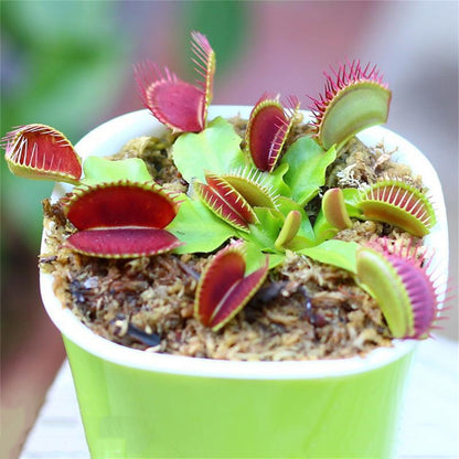 300pcs Venus-Fly-Trap Seeds Easy To Grow Ideal For Growing In Small Pots On Window Sills With Bright Filtered Light
