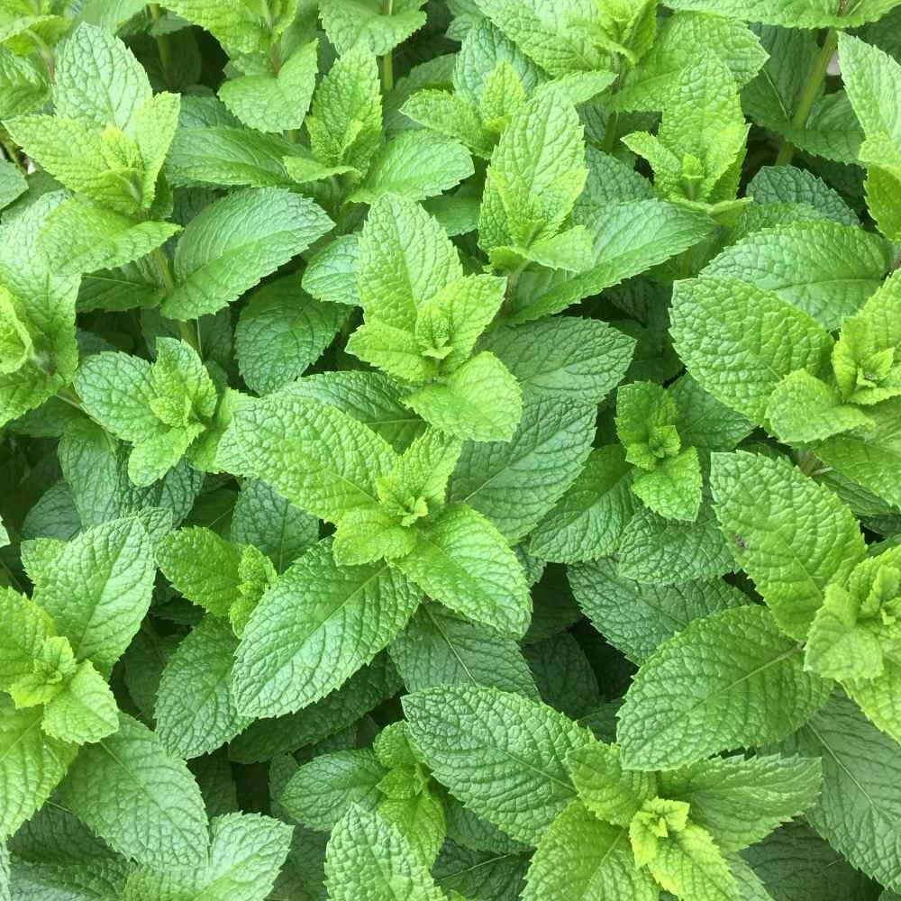 Mixed Mint 500 Seeds herb NON-GMO Heirloom Vegetable