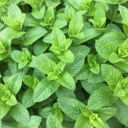 Mixed Mint 500 Seeds herb NON-GMO Heirloom Vegetable