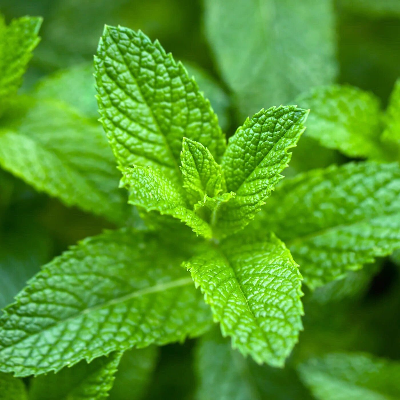 500pcs Mint Seeds Friendly for new gardeners grow into full sprawling foliage clumps with steady seasonal renewal features