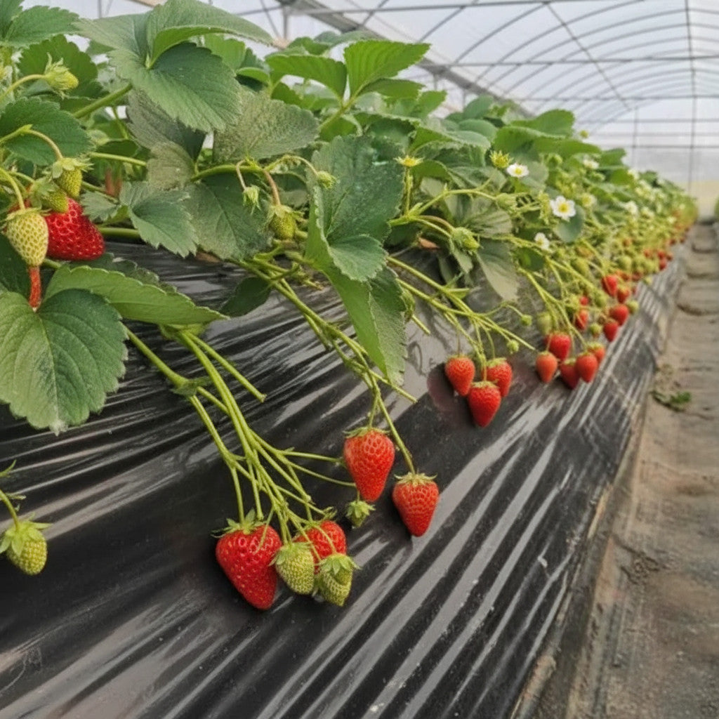300Pcs Strawberry Fruit Seeds Outdoor Home Garden Growing Seeds