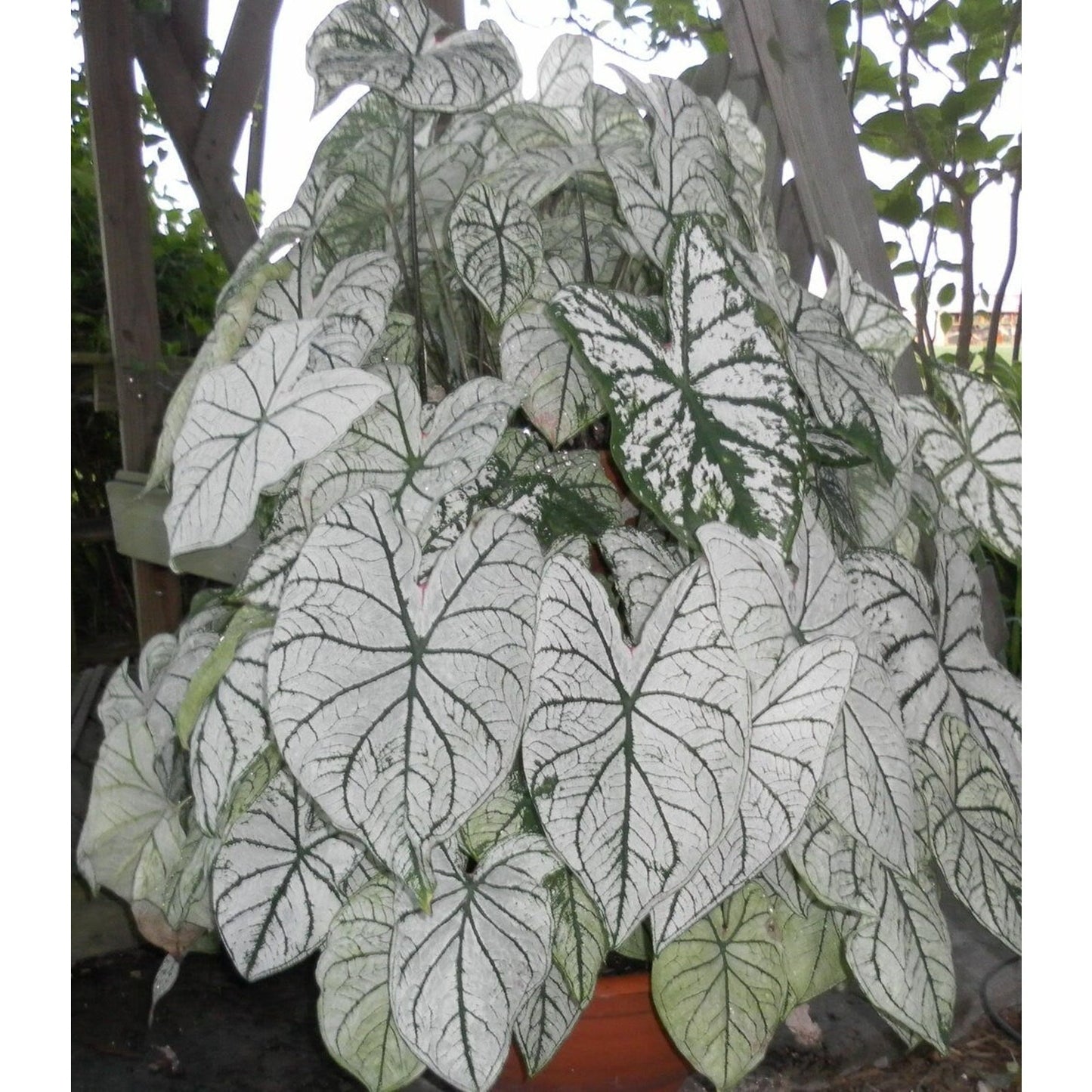 100pcs Shade Loving Houseplants Caladium Bicolor Seeds Tropical Foliage For Patio Planting Simple To Cultivate
