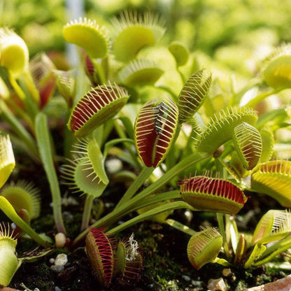 300pcs Venus-Fly-Trap Seeds Easy To Grow Ideal For Growing In Small Pots On Window Sills With Bright Filtered Light