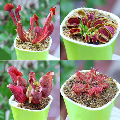 300pcs Venus-Fly-Trap Seeds Easy To Grow Ideal For Growing In Small Pots On Window Sills With Bright Filtered Light