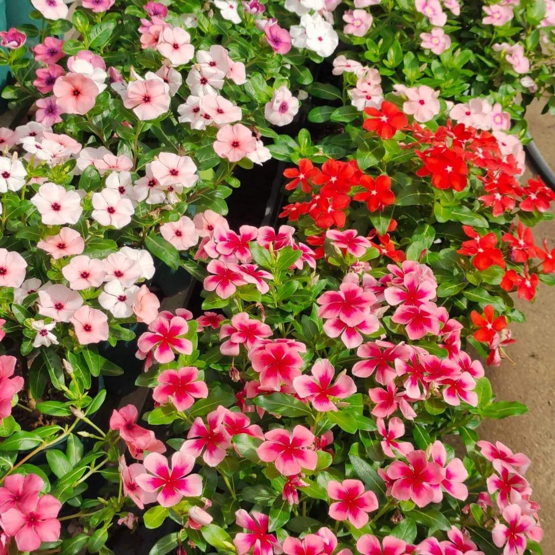100pcs Periwinkle Seeds for Planting,  Perennial  outdoor garden decoration