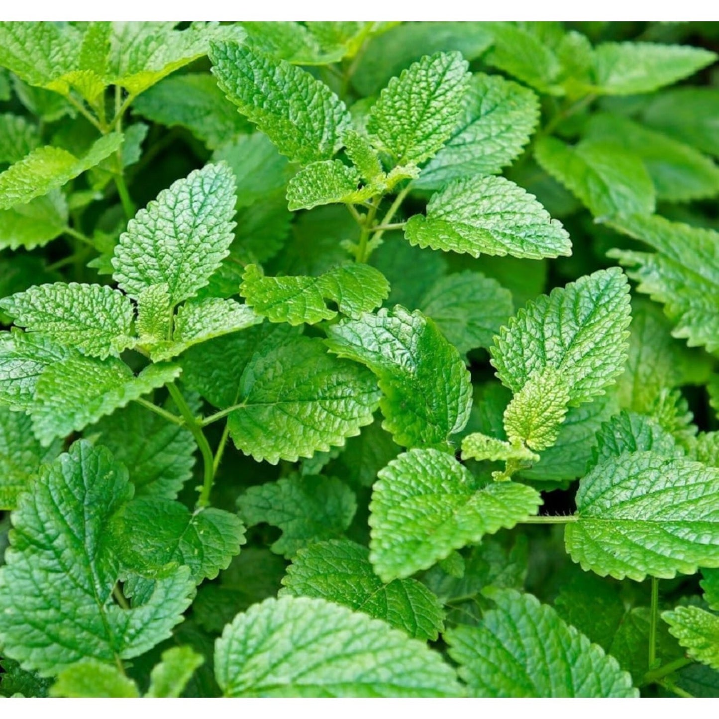 500pcs Mint Seeds for Planting – Non-GMO Heirloom Herb Seeds Herbal Tea Gardens