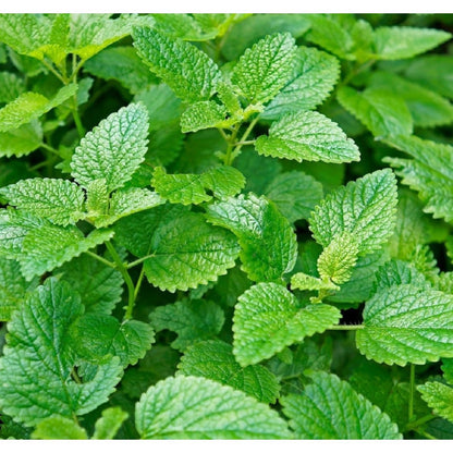 500pcs Mint Seeds for Planting – Non-GMO Heirloom Herb Seeds Herbal Tea Gardens