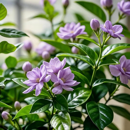 50pcs Mix Climbing Double Jasmine Seeds for Planting,  Perennial Fragrant Climb