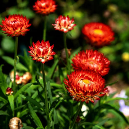 Mixed Strawflower Seeds for Planting, 200Pcs Strawflower Wildflower Seeds Non-GMO