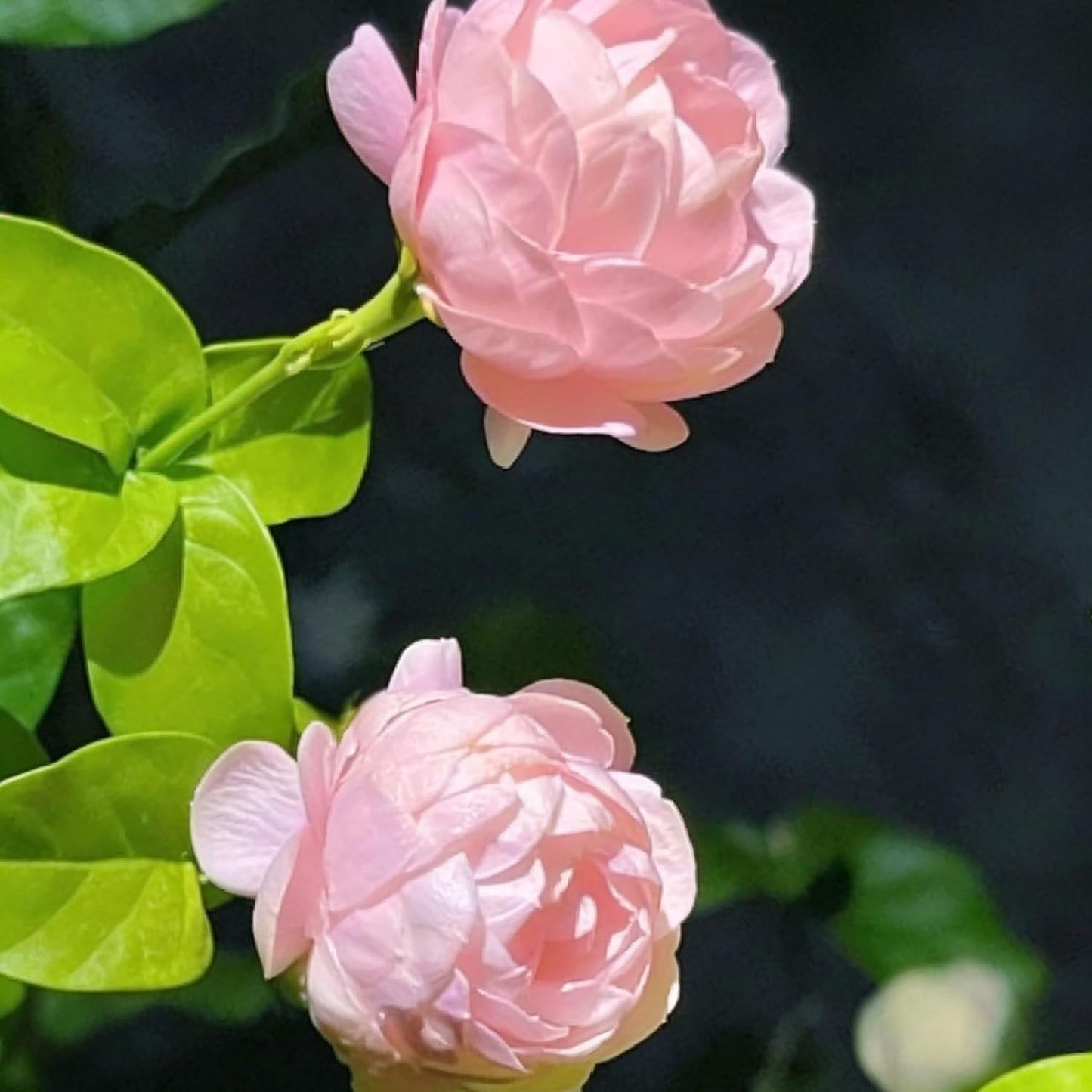 50pcs Mix Climbing Double Jasmine Seeds for Planting,  Perennial Fragrant Climb