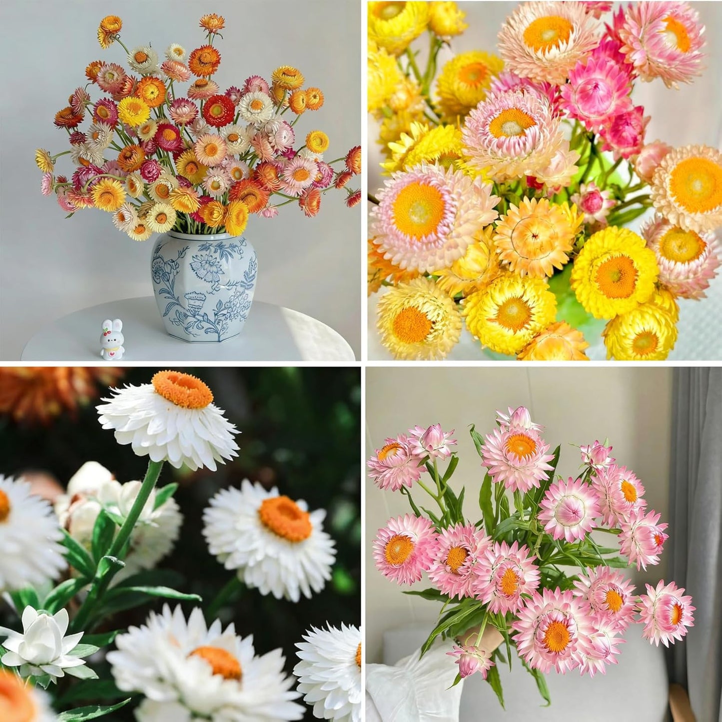 Mixed Strawflower Seeds for Planting, 200Pcs Strawflower Wildflower Seeds Non-GMO