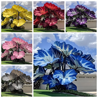 100pcs Elephant Ear Seeds Friendly for new gardeners grow into full balanced towering clump form with steady seasonal foliage renewal features