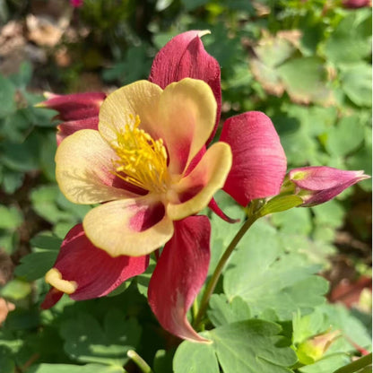 200pcs Red & Yellow Columbine Seeds – Unique Bicolor Blooms for Woodland Gardens