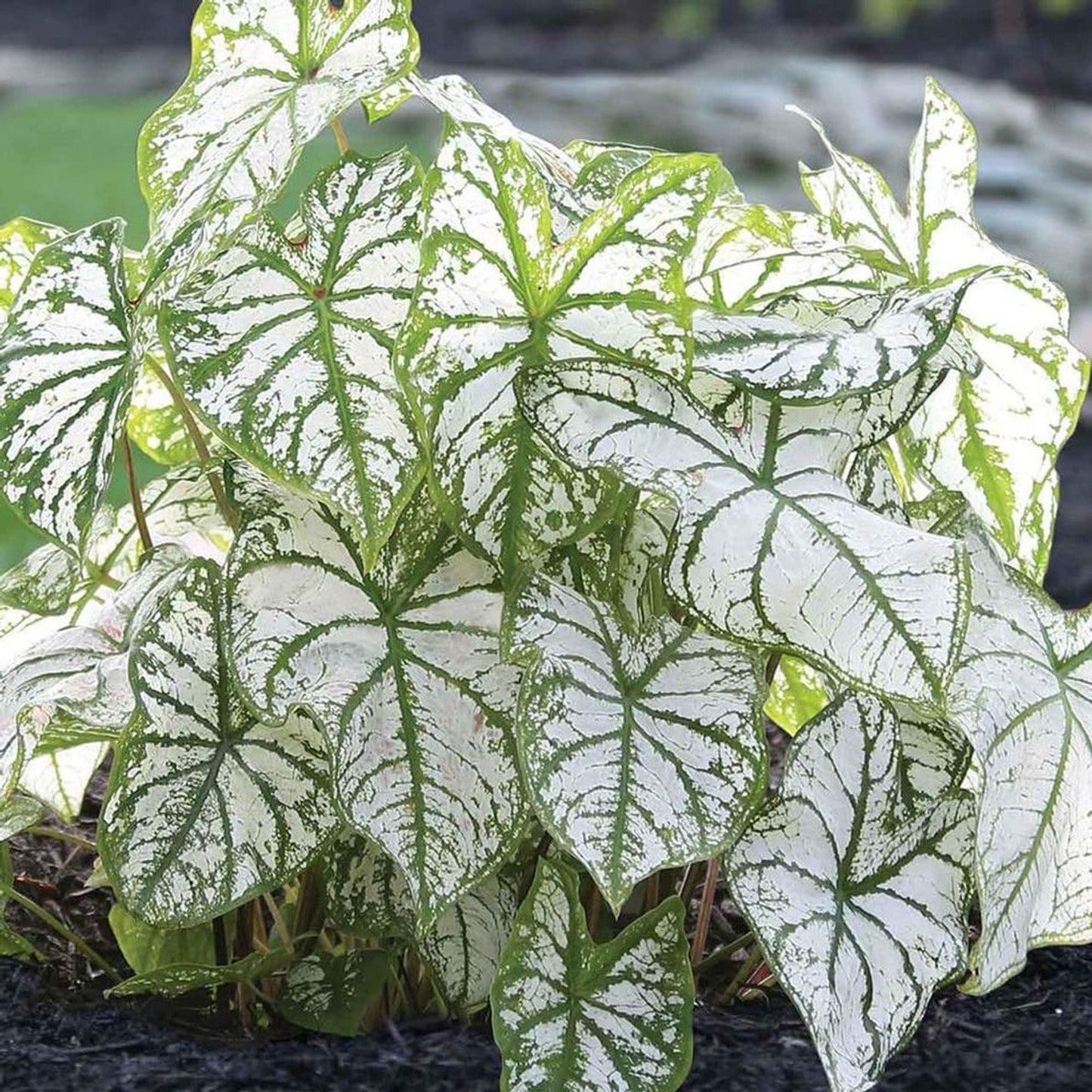 100pcs Shade Loving Houseplants Caladium Bicolor Seeds Tropical Foliage For Patio Planting Simple To Cultivate