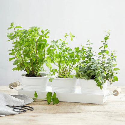 1000pcs Novice Approved Oregano Seeds for planting in residential garden beds and private yard open spaces