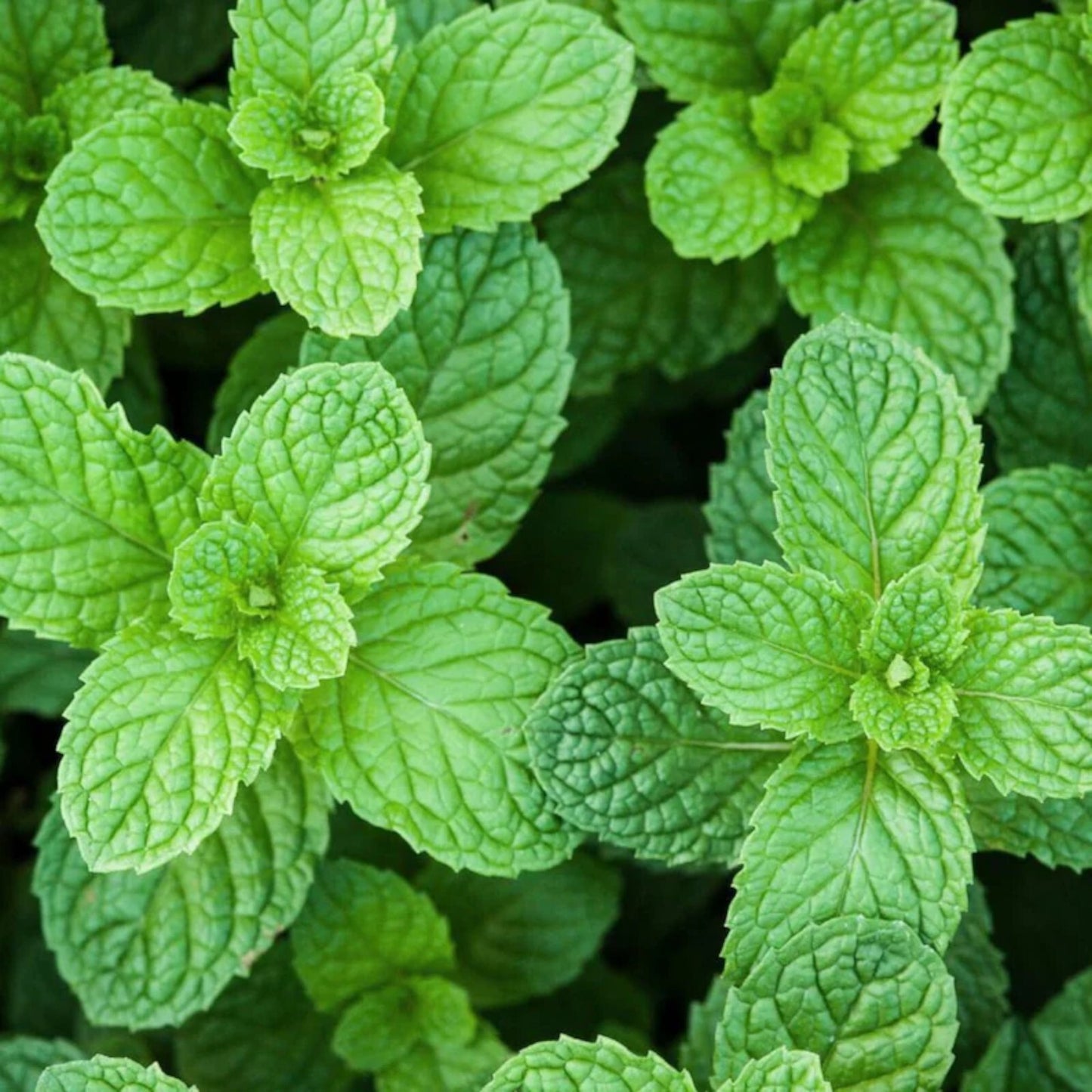 500pcs Mint Seeds for Planting – Non-GMO Heirloom Herb Seeds Herbal Tea Garden