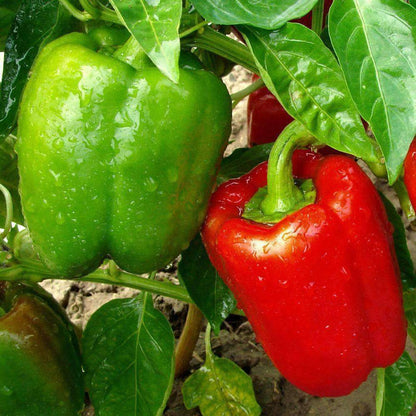 200pcs Pepper Seeds Friendly for new gardeners grow into full neat rounded bushy clumps with steady seasonal development
