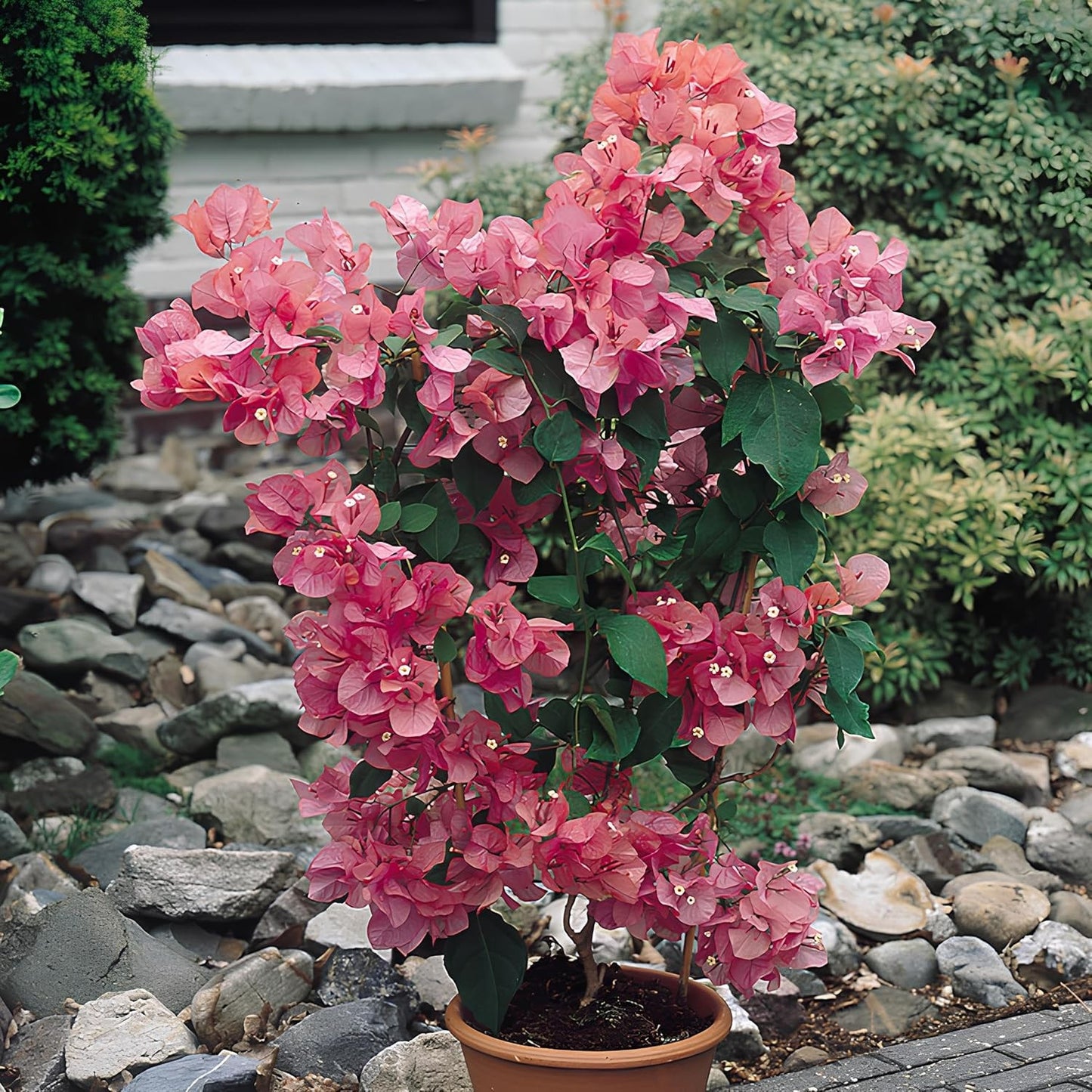 150 SEEDS- Bougainvillea Flowering Vine Plant Mix Flower Seeds For Home Garden.
