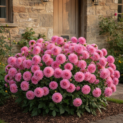 100 Dahlia Flower Seeds – Pink Decorative Blooms for Garden Planting