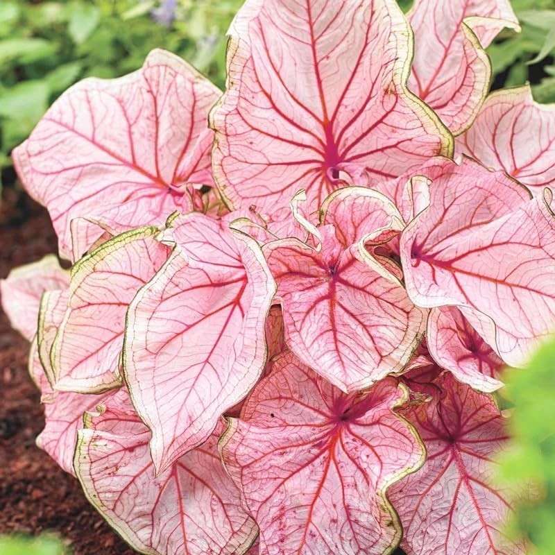 100pcs Potted Foliage Plants Caladium Bicolor Seeds Partial Shade Tolerant For Yard Decor Simple To Plant