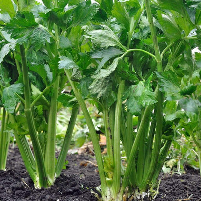 500 Celery Seeds Friendly for new gardeners grow into full upright clustered form with steady seasonal growth renewal features