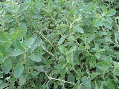 1000pcs Oregano seeds  Friendly for new gardeners grow into full neat mounded bushy clumps with steady seasonal foliage renewal features