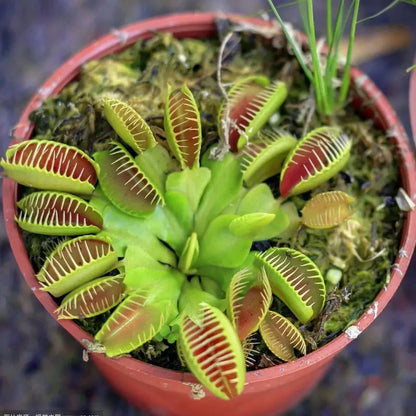 300pcs Perfect For Adding Botanical Curiosity To Any Room Venus-Fly-Trap Seeds Easy To Grow Starts Conversations With Guests