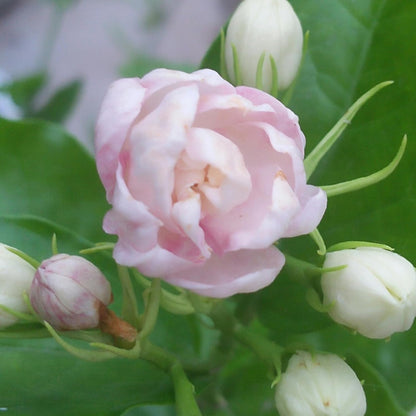 50pcs Mix Climbing Double Jasmine Seeds for Planting,  Perennial Fragrant Climb