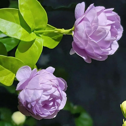 50pcs Mix Climbing Double Jasmine Seeds for Planting,  Perennial Fragrant Climb