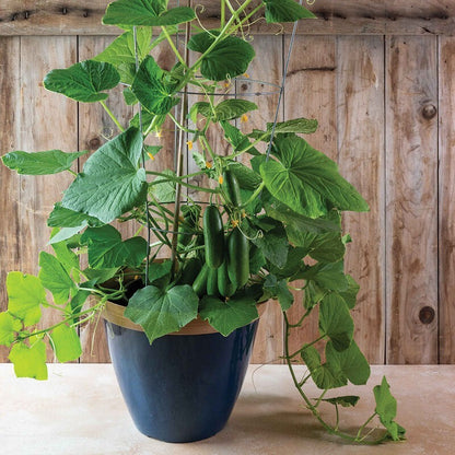 50pcs Cucumber Seeds Easy To Grow For Climbing Vine Growth In Home Vegetable Garden Spaces All Season Long