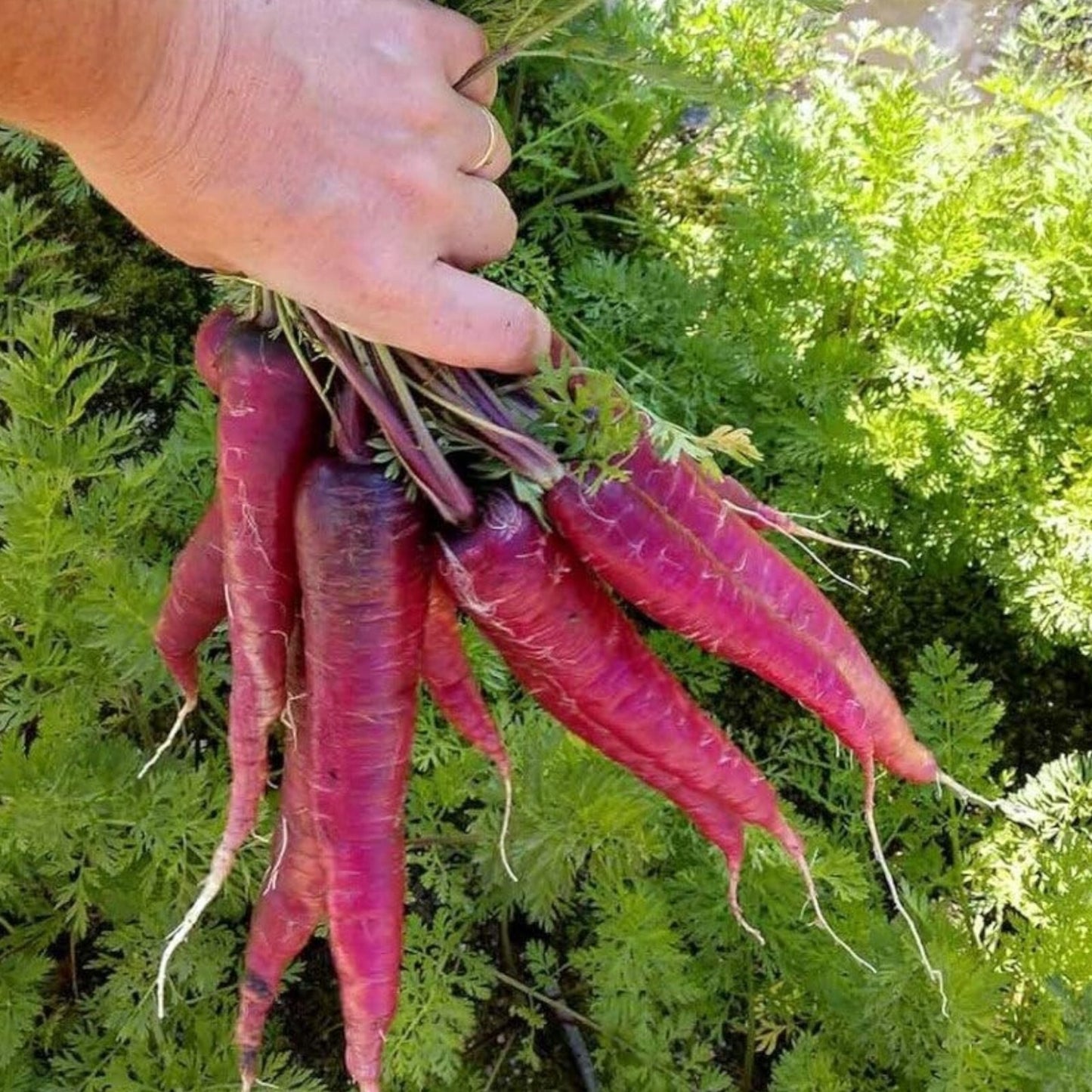 Purple Carrot Seeds 200 Count – Non-GMO Heirloom Garden Vegetable