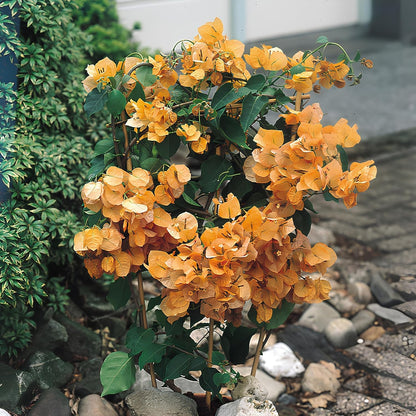 150 SEEDS- Bougainvillea Flowering Vine Plant Mix Flower Seeds For Home Garden.
