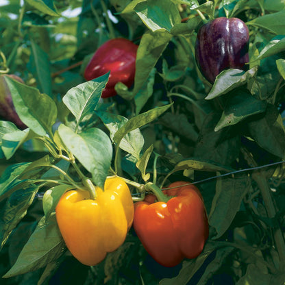 200pcs Pepper Seeds Simple to Grow add full bushy texture to plain garden beds and patio container spaces